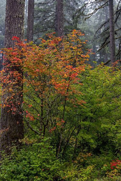 Haney, Chuck 아티스트의 Vine Maple in autumn hues at Silver Falls State Park near Sublimity-Oregon-USA작품입니다.